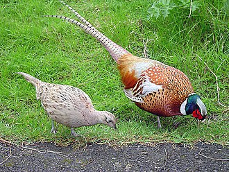 330px-Male_and_female_pheasant.jpg