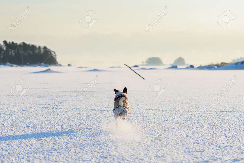 3832049-dog-running-after-a-stick-view-from-behind.jpg