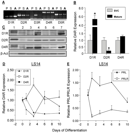 A-comparison-of-DAR-expression-in-human-pituitary-P-striatum-S-and-sc-adipose.jpg