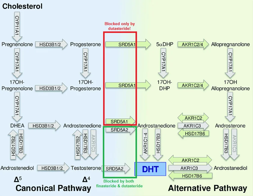 adding-dutasteride-to-transfem-hrt-could-improve-hair-loss-v0-ibftm0a0c4pc1.png