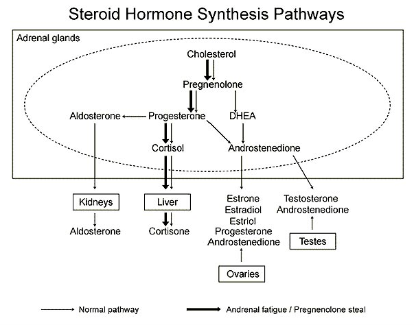 Adrenal-production-of-high-progesterone.png