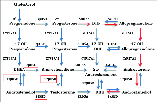 Alternative-backdoor-pathway-for-DHT-biosynthesis.png