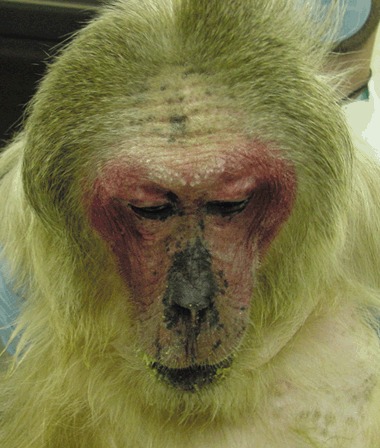 Androgenetic-alopecia-in-the-stump-tail-macaque-M-arctoides-is-a-model-for-male.jpg