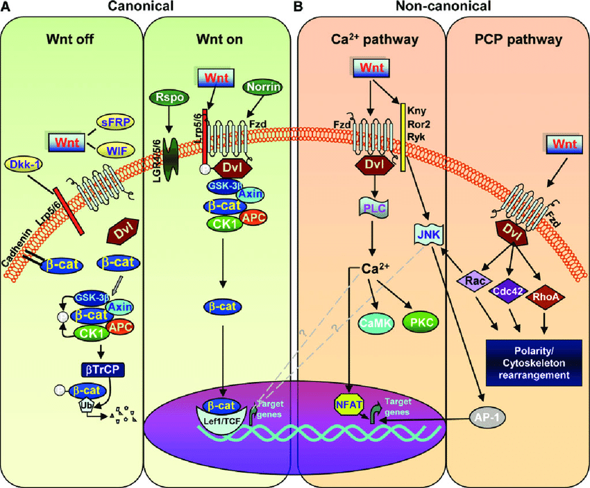b-catenin destruction complex.png