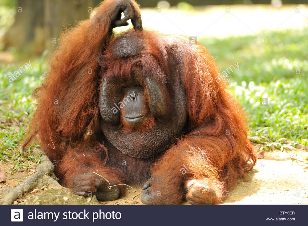 bald_orangutan.png