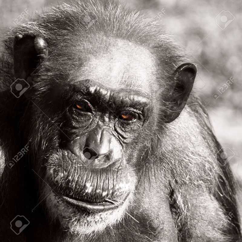 balding_chimp.png