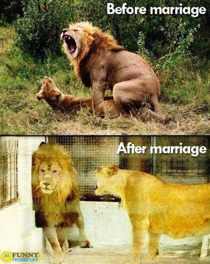 before-marriage-and-after-marriage-fun-facts-animals-xxx-photo.jpg