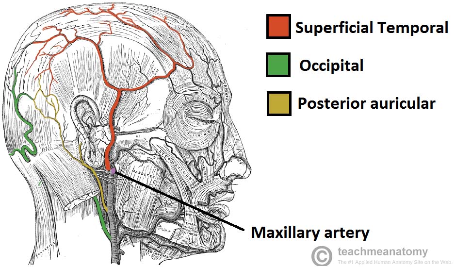 Blood-Supply-to-the-Superficial-Structures-of-the-Face-Scalp.jpg