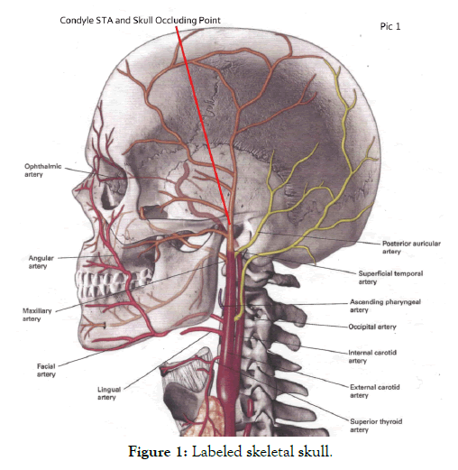 clinical-experimental-dermatology-research-skull-10-505-g001.png