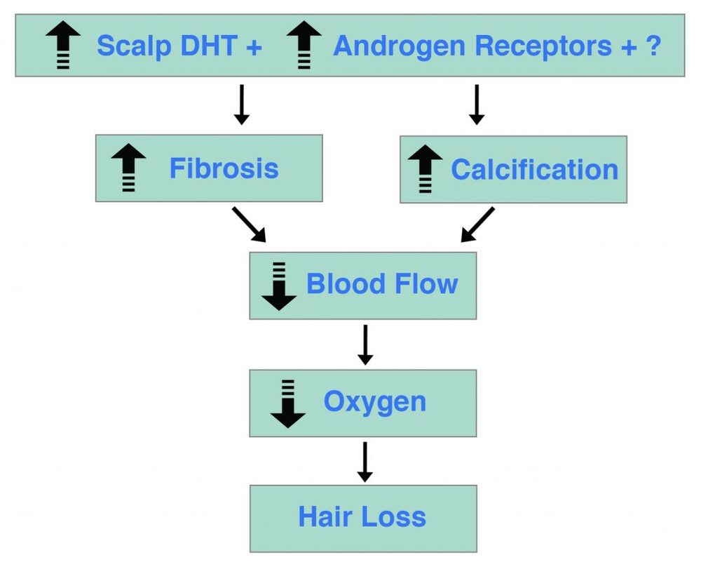 DHT-Androgen-Receptors-Mystery-Hair-Loss-1024x830.jpg