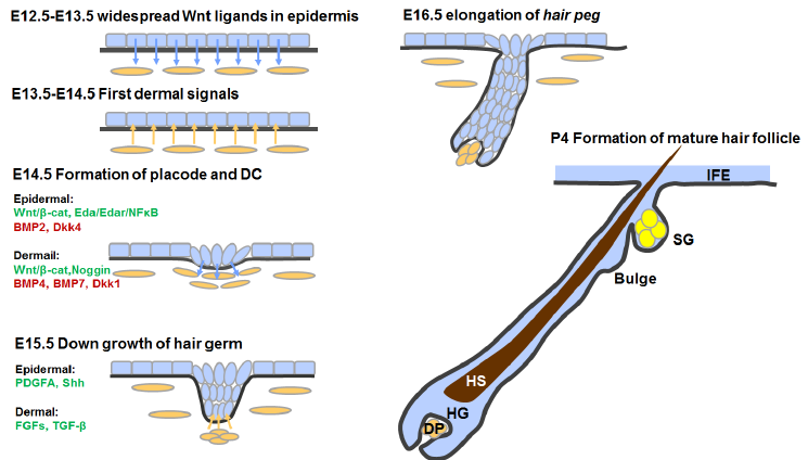 Events-and-key-regulators-during-hair-follicle-morphogenesis-DC-dermal-condensate-DP.png