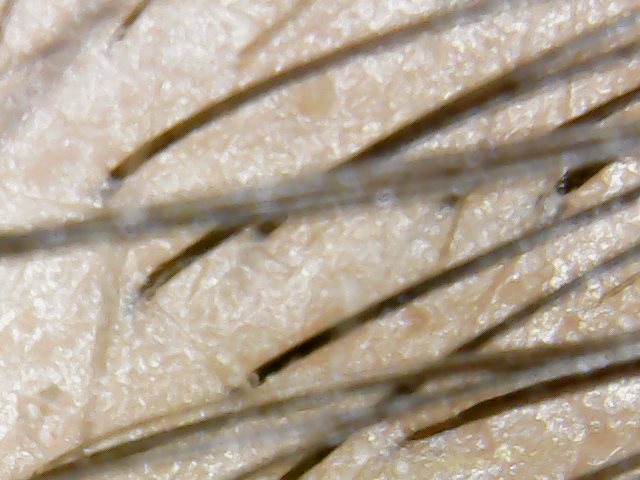 front edge midle.jpg