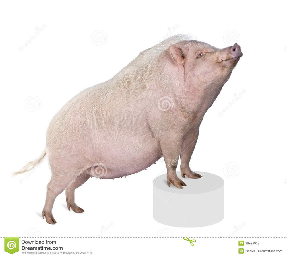 gottingen-minipig-front-white-background-10929937.jpg