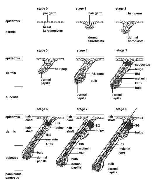 hair-follicle-embryogenesis-01.jpg