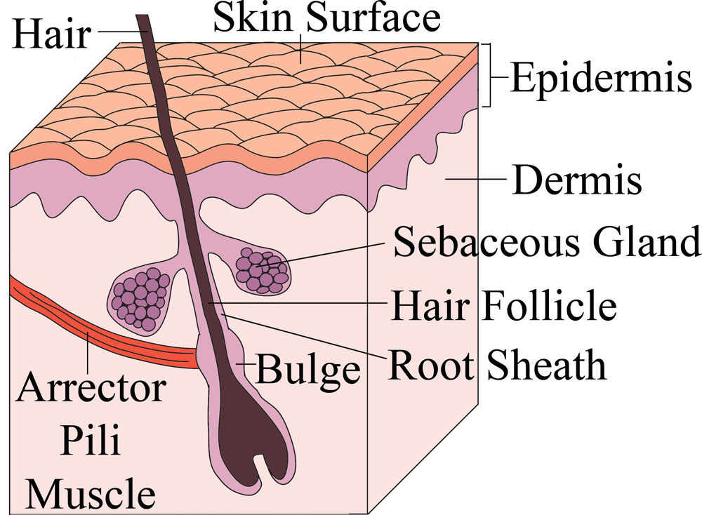 HairFollicle_mine_small1.jpg