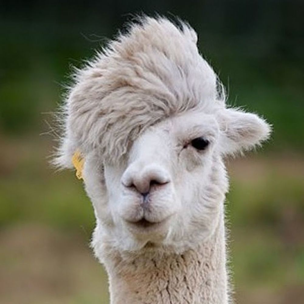 hipster-alpaca.jpg