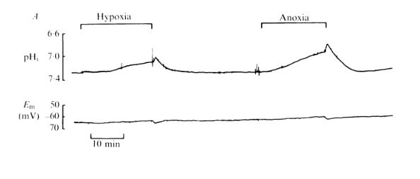 hypoxia ph.JPG