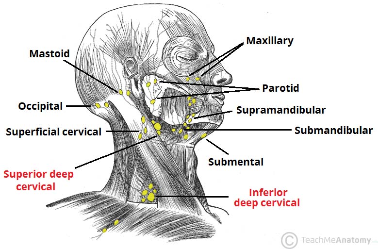 Lymph-Nodes-of-the-Head-and-Neck1.jpg