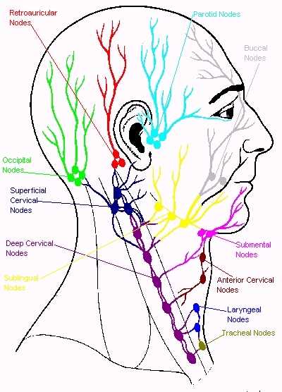 lymphatic system of head & neck.jpg