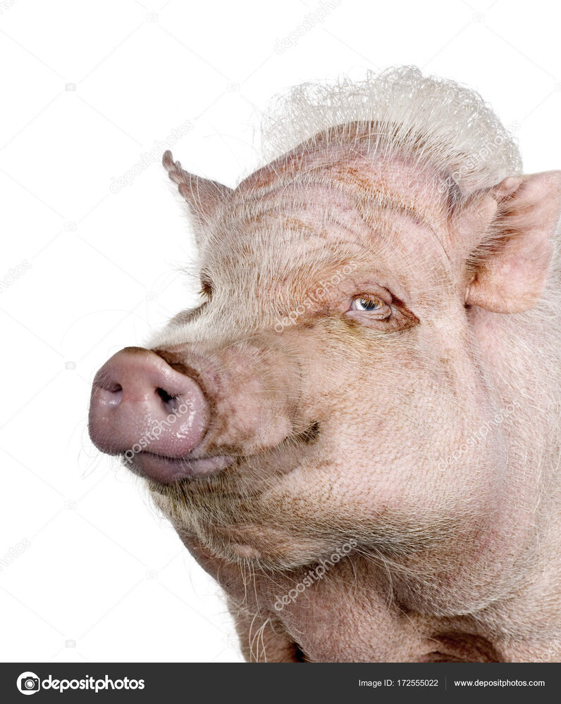 minipig.jpg