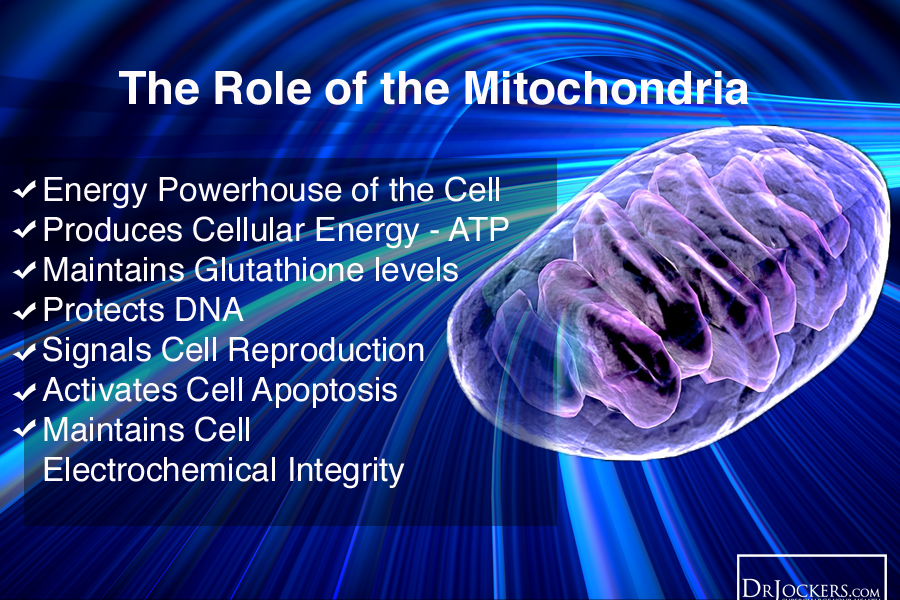 MitochondrialRole.png