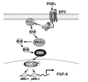 pge2-fgf9.png