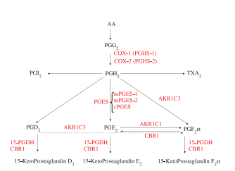 pge2-pgf2a conversion.PNG