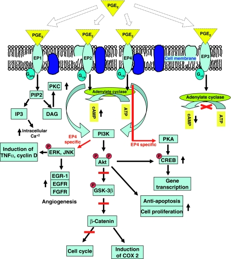 pge2_pathway-png.png