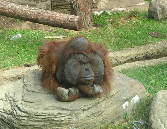 pongo-pygmaeus.jpg
