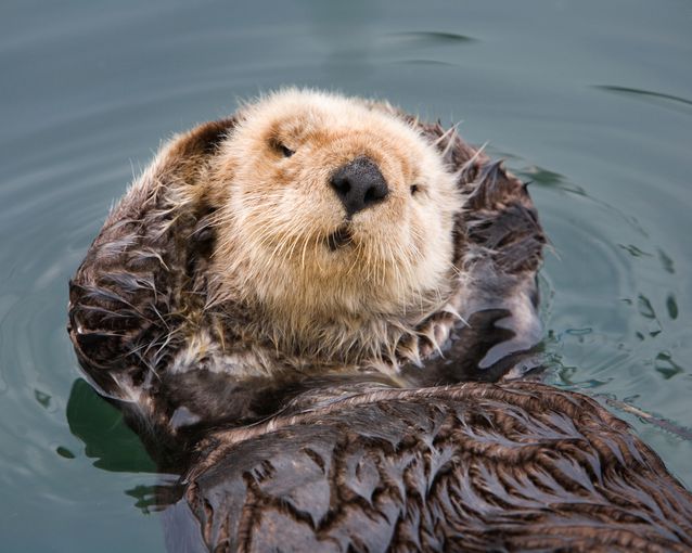 sea-otter-fur-dense.jpg.638x0_q80_crop-smart.jpg