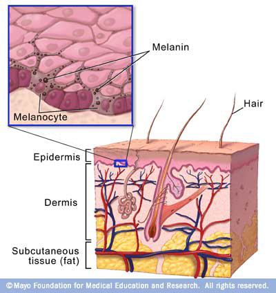 Skin-Diagram.jpg
