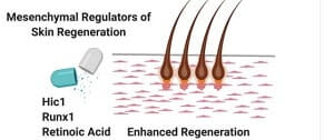Skin-Regeneration-Regulators.jpg