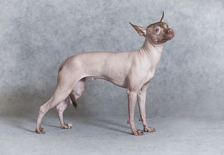 some-helpful-facts-and-information-about-hairless-dog-breeds-55f2923d58f0c.jpg