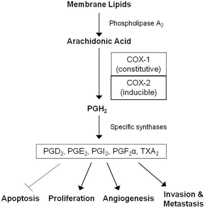 The-arachidonic-acid-cascade-and-cancer-development-COX-enzymes-catalyze-the-conversion.jpg