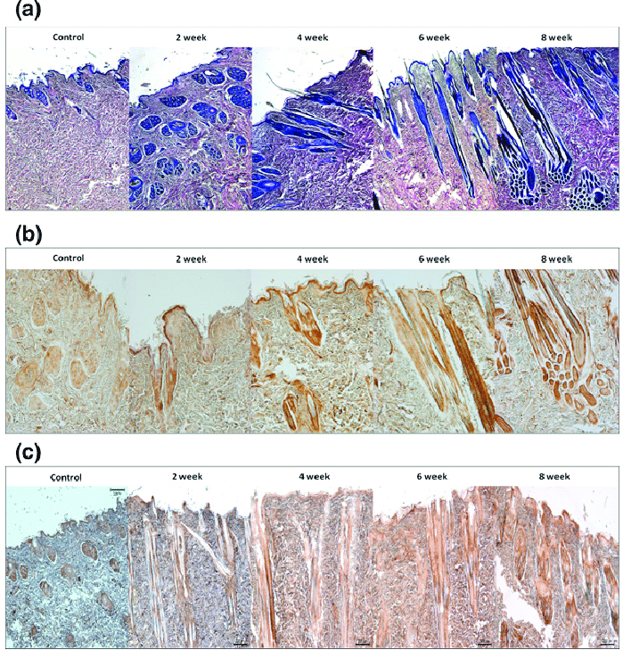 Time-dependent-changes-in-microscopic-findings-of-the-electrically-stimulated-skin-The-8(1).png