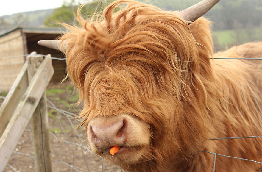XX-Animals-That-Need-To-Get-A-Haircut-Real-Bad15__880.jpg