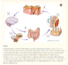 GutBrainSkin.PNG
