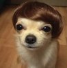 dogs-wearing-wigs-0011.jpg dogs-wearing-wigs-0011.jpg