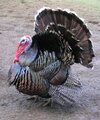 Male_North_American_turkey.jpg