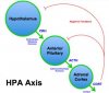 HPA_Axis_Diagram_(Brian_M_Sweis_2012).jpg