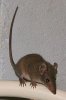 220px-Brown_Antechinus.jpg 220px-Brown_Antechinus.jpg