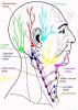 lymphatic%20system%20of%20head%20&%20neck.jpg