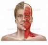 Muscles-Head-Anterior.jpg