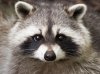 Raccoon[1].jpg