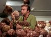 Kirk_surrounded_by_Tribbles.jpg Kirk_surrounded_by_Tribbles.jpg