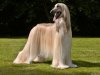 afghan-hound1.jpg