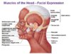 muscles-of-the-head-facial-expression1334119189716.jpg
