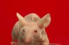 baldness-cure-hairless-mice.jpg