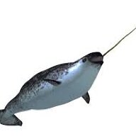 NarWhal7