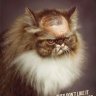 The Balding Cat